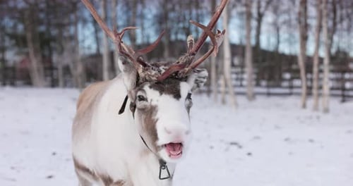 Close up of a reindeer in Sweden