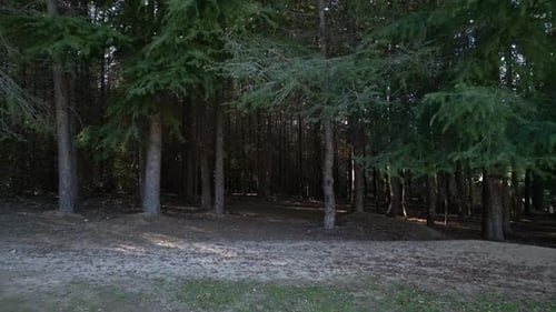 Eine Zeitlupendrohne dringt in Bäume ein und nähert sich von einem klaren zu einem üppigen grünen Pinienwald