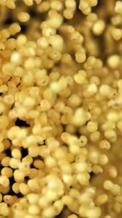Millet Groats vuela sobre un fondo oscuro filmado con una cámara de alta velocidad a 1000 fps