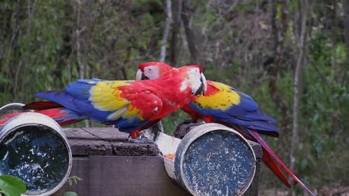Pair of Scarlet Macaws Eating in Rainforest