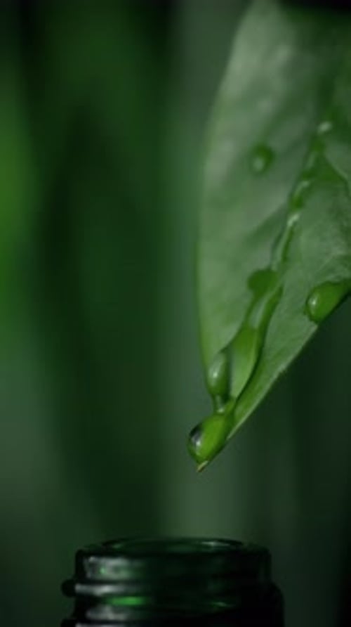 Herbal Essence Extract in Macro Organic Serum Drop Falling Down From a Fresh Leaf to a Bottle
