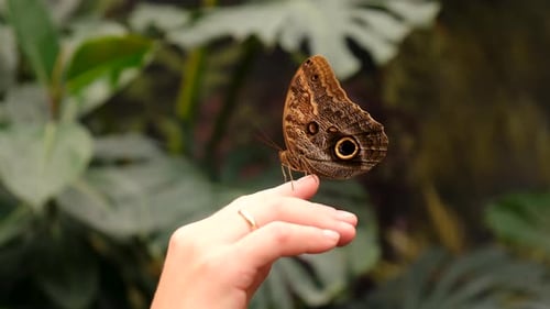 Foco seletivo de borboleta tropical na mão