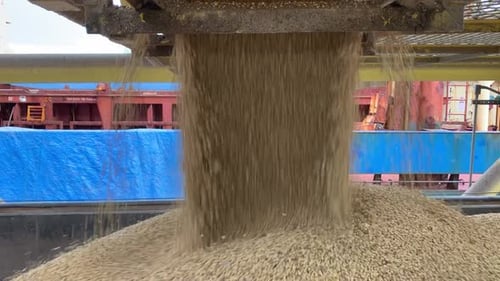 Close up of heavy machinery pouring cereal grain inside a factory