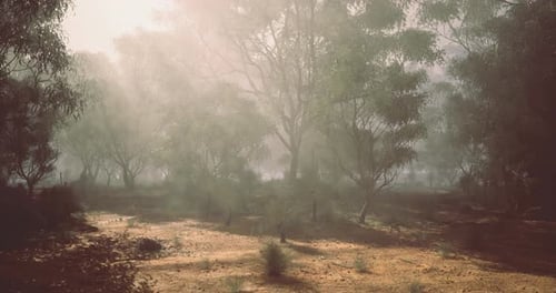 Misty Morning in a Serene Forest with Sunlight Filtering Through Trees