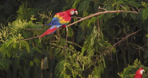 Scarlet Macaws on Branch in Tropical Rainforest