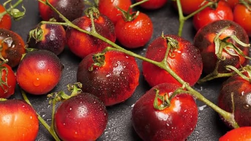 Ernte reifer Indigo-Tomaten auf dunklem Schiefer, Nahaufnahme, ganzer schwarzer Kirschkumato