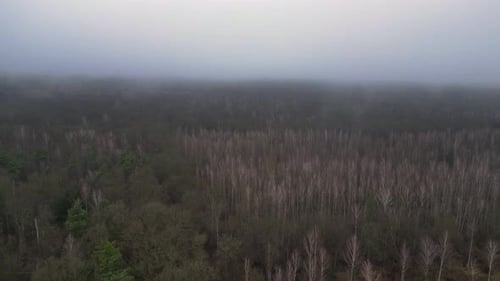 mysterious and mist woods forest in gloomy winter. Dramatic aerial view flight drone