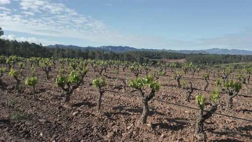 Vineyards landscape in catalonia, priorat wine region