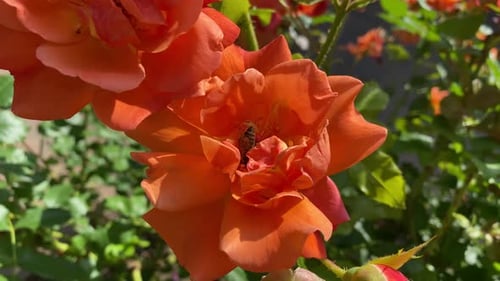 Bee Collecting Nectar from Blooming Rose at Summer Garden