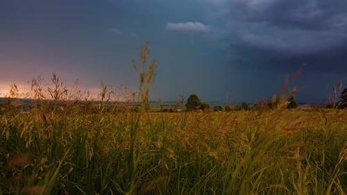 Yellow grass wave on the wind during thunderstorm at sunset