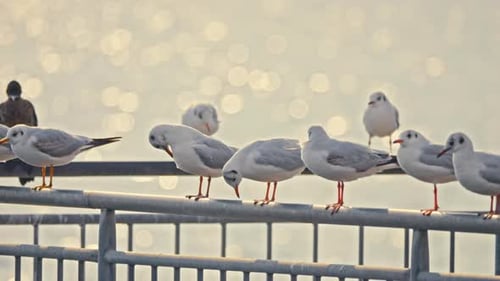 Seagulls - 4K