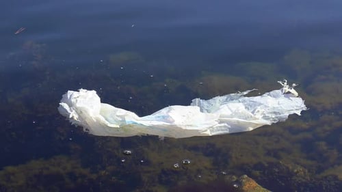 Old plastic bag floating in ocean shallows. Pollution concept. Close up.