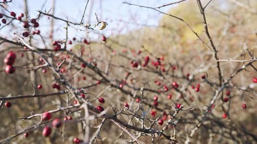 Ripe Rose Hips Branches in Late October