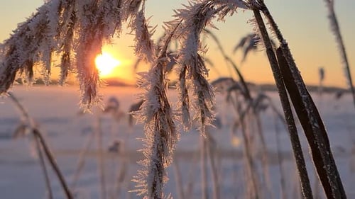 Ice crystals on beautiful frozen sea reed at golden morning sunrise, close macro