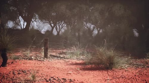 Ethereal Oasis Untamed Splendor Captured in the Vast Australian Bush