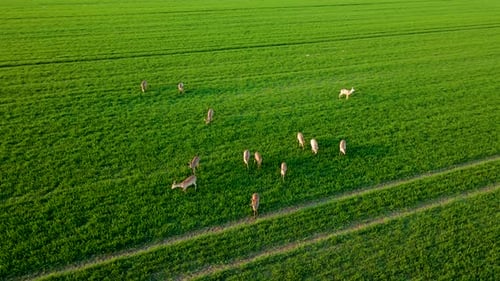 Herd of Deer with Fawns Grazing in Field Roe Deer in Wheat Meadow Aerial View