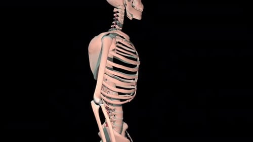 Multifidus Muscles Full Rotation Loop