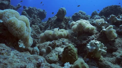 Vibrant Coral Reef Ecosystem with Fish Swimming