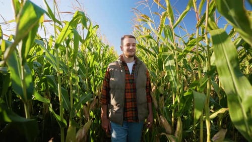 Young Farmer Walking Through Cornfield During Harvest