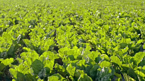 Sugar Beet Field