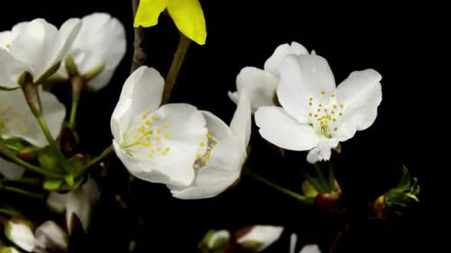 Épanouissement des fleurs, floraison des fleurs