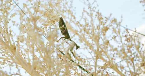 Magnificent Macro A Closeup Glimpse of a Praying Mantis Perched on a Branch