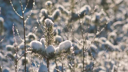 Pine forest in winter. The pine branches are snowy