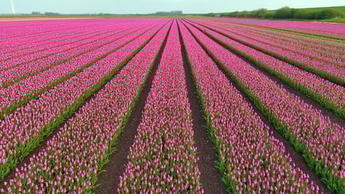 Aerial View of Pink Tulip Field Rows