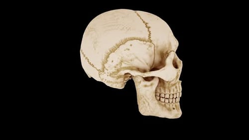 3D Human Skull Rotation for Medical and Educational Content