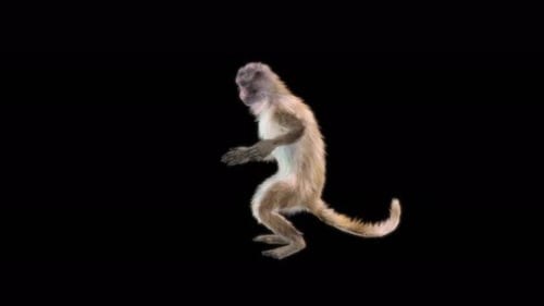 53 Monkey Dance 4K