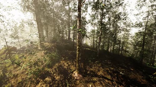 The Sun Shines Through the Trees in the Forest