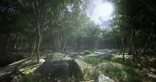 Lush Forest Landscape with Sunlight Filtering Through the Trees