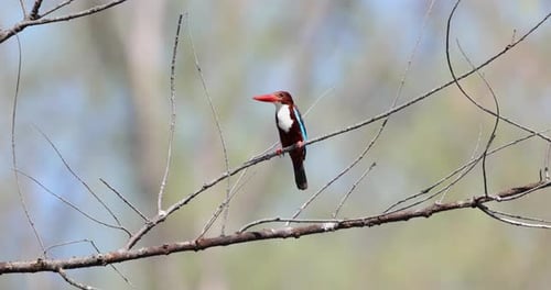 Whitethroated Kingfisher Perched on Branch Natural Setting Rich