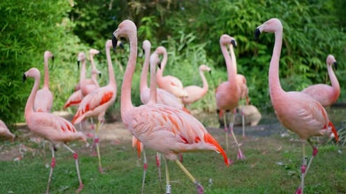 A Group of Pink Flamingos with Their Unique Beaks Stands in a Lush Grassland