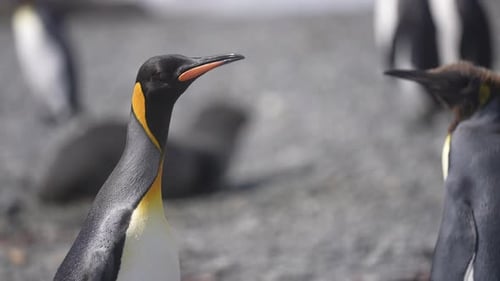 King Penguins on Coast of South Georgia Island, Animals in Protected Nature Reserve