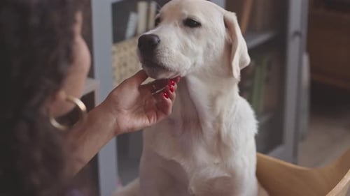 Woman Affectionately Petting a Young Dog at Home