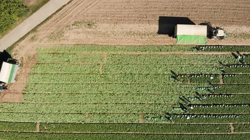 Aerial top down horizontal shot of workers harvesting food on green field
