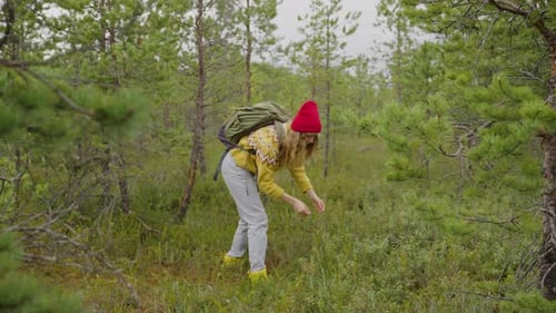 Young Woman Collects Wild Berries Growing on Green Meadow