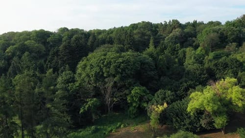 Top View to Variety of Green Trees in the Botanical Park Picturesque Spring Nature Landscape