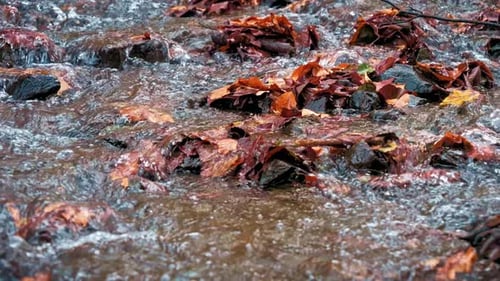 Flowing River in Autumn 4k