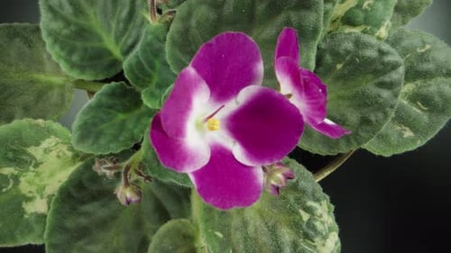 purple, plant, flower, natural, pink, viola, flora, blossom, bloom, macro, green, petal, leaf, garde
