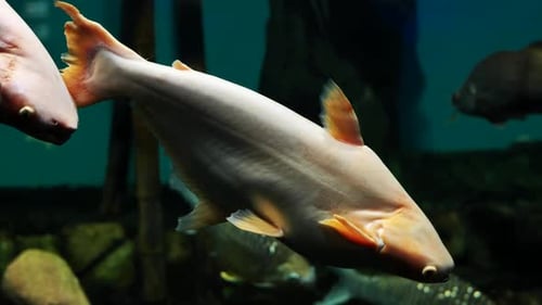 Iridescent Shark Catfish Swimming in Dark Aquarium Water