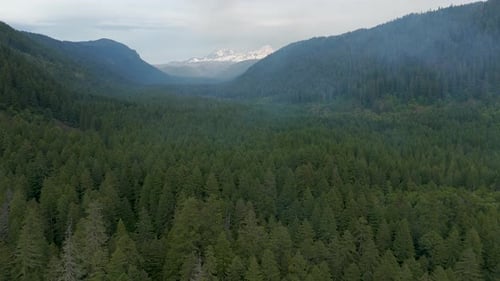 Aerial view of forest and mountains, United States.