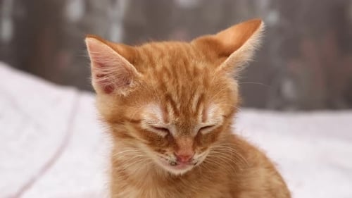 Small Orange Kitten Yawning on White Surface