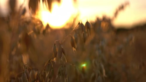 Golden Oats Ears Grow Closeup Isolated in Sunrise Lights. Scenic Environment And