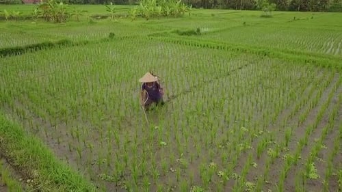 Un indonesio que lleva un sombrero de paja tradicional rocía pesticida en su arrozal inundado con