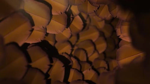 Túnel de plumas tropicales, bucle sin fisuras