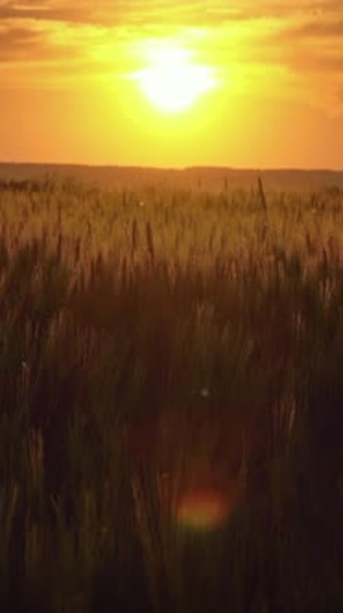 Field of wheat at sunset