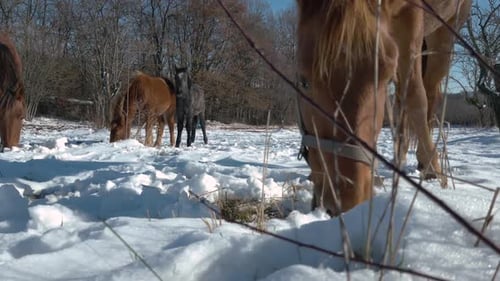 Domestic Horse Grazing On Snowy Pasture During Winter. - close up