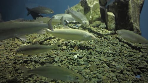 Baikal Omul Fish Underwater